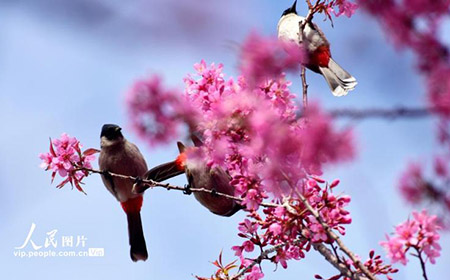 人民網(wǎng)所刊載稿件為人民網(wǎng)原創(chuàng)或授權(quán)使用作品，未經(jīng)人民網(wǎng)授權(quán)擅自轉(zhuǎn)載、摘編人民網(wǎng)版權(quán)作品的行為，人民網(wǎng)將依法追究責(zé)任。
現(xiàn)申明如下：
01未經(jīng)本公司書(shū)面許可，任何單位及個(gè)人不得以任何方式或理由對(duì)人民網(wǎng)版權(quán)作品的任何部分進(jìn)行使用、復(fù)制、修改、抄錄、傳播或與其他作品捆綁使用、銷(xiāo)售；
02任何單位及個(gè)人不得擅自使用人民網(wǎng)名義轉(zhuǎn)載不規(guī)范
來(lái)源網(wǎng)絡(luò)信息、版權(quán)不明資訊、冒名轉(zhuǎn)載等；
03如需使用人民網(wǎng)版權(quán)作品，須經(jīng)書(shū)面授權(quán)。
（詳情）